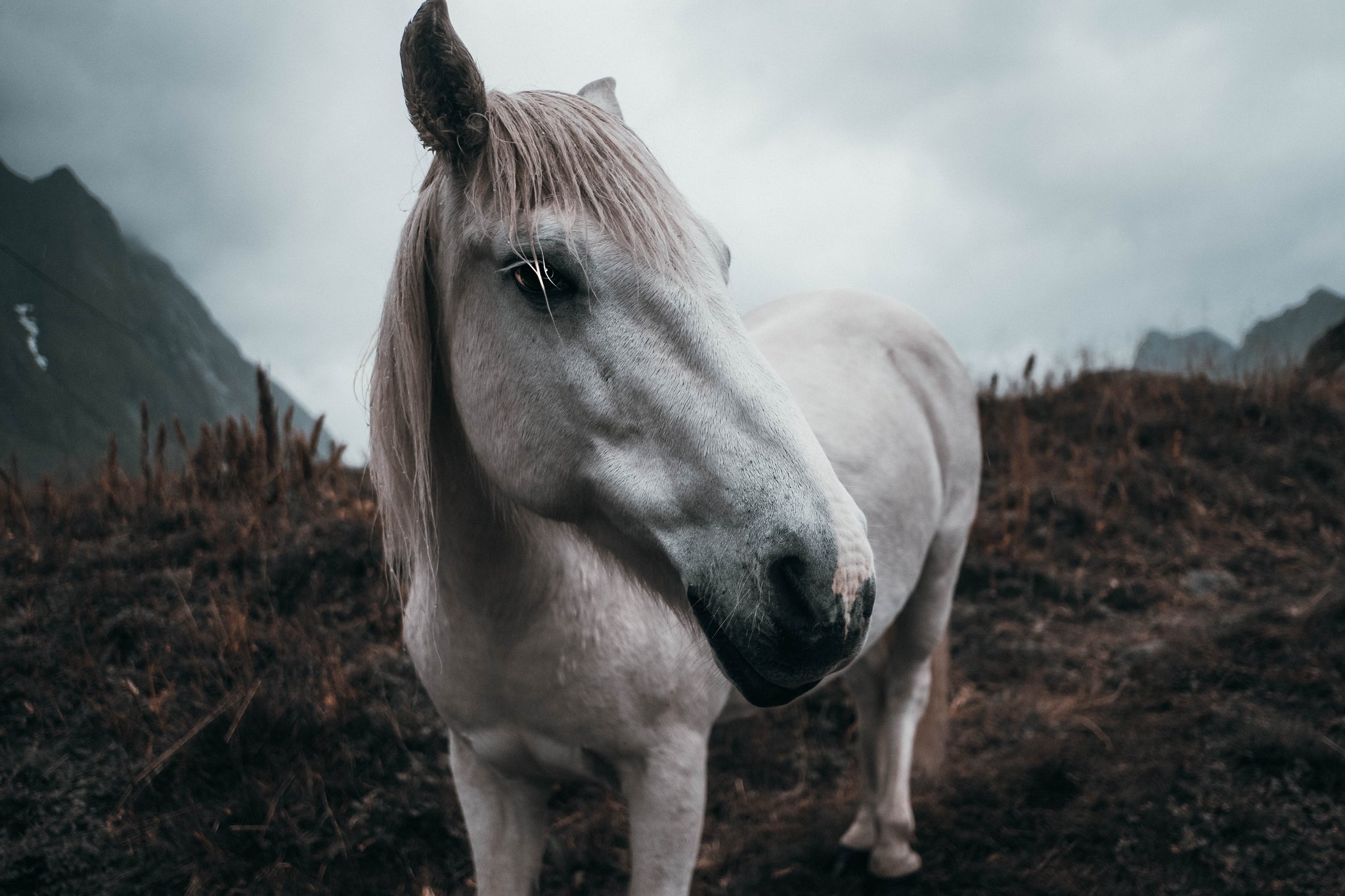 Arctic White Angel, photographed by Odin Oddekalv