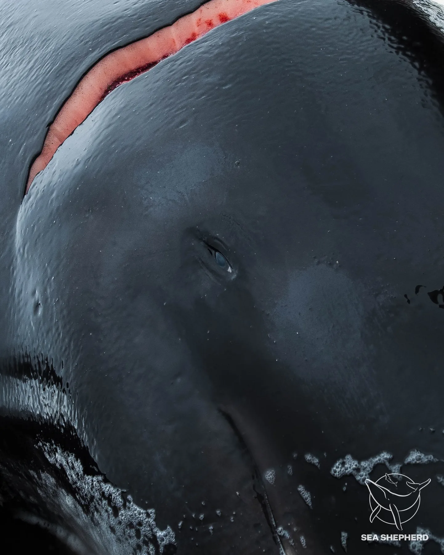 End Whaling, photographed by Odin Oddekalv
